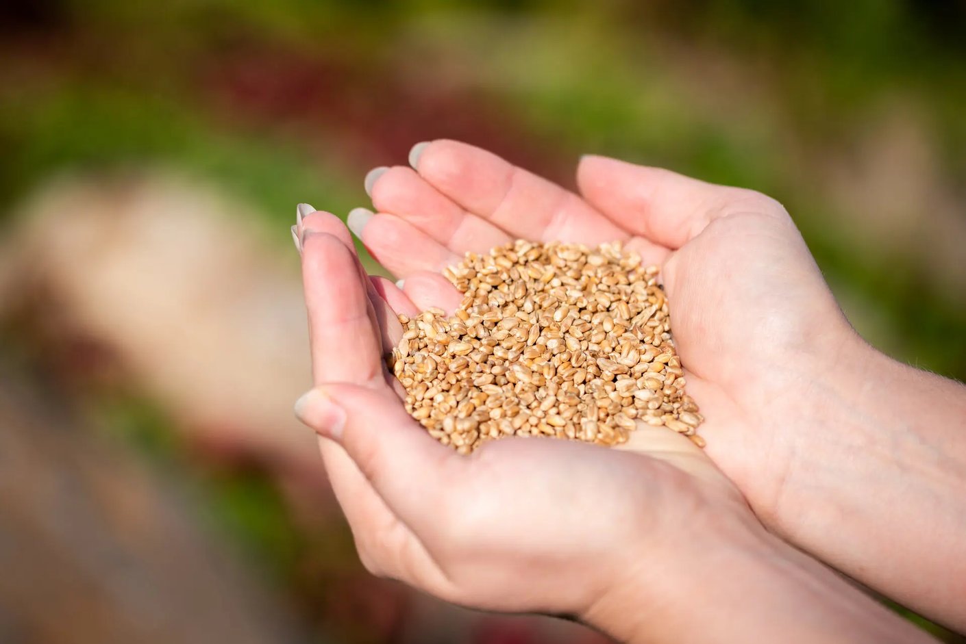 Kariniemen kotitila Alhonpään tila jyvät