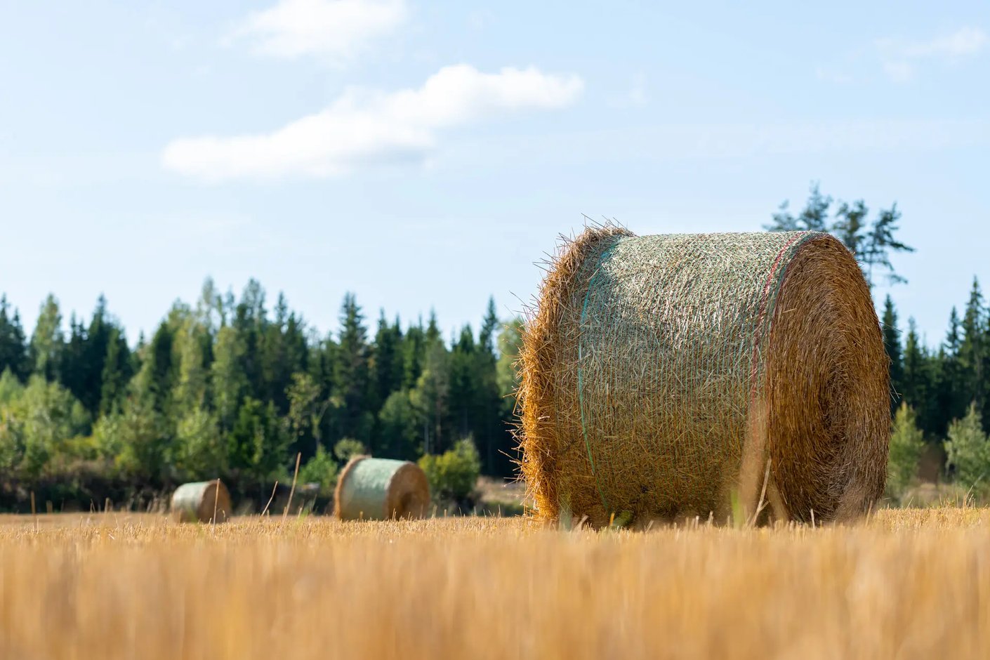 Kariniemen kotitila Alhonpään tila pelto