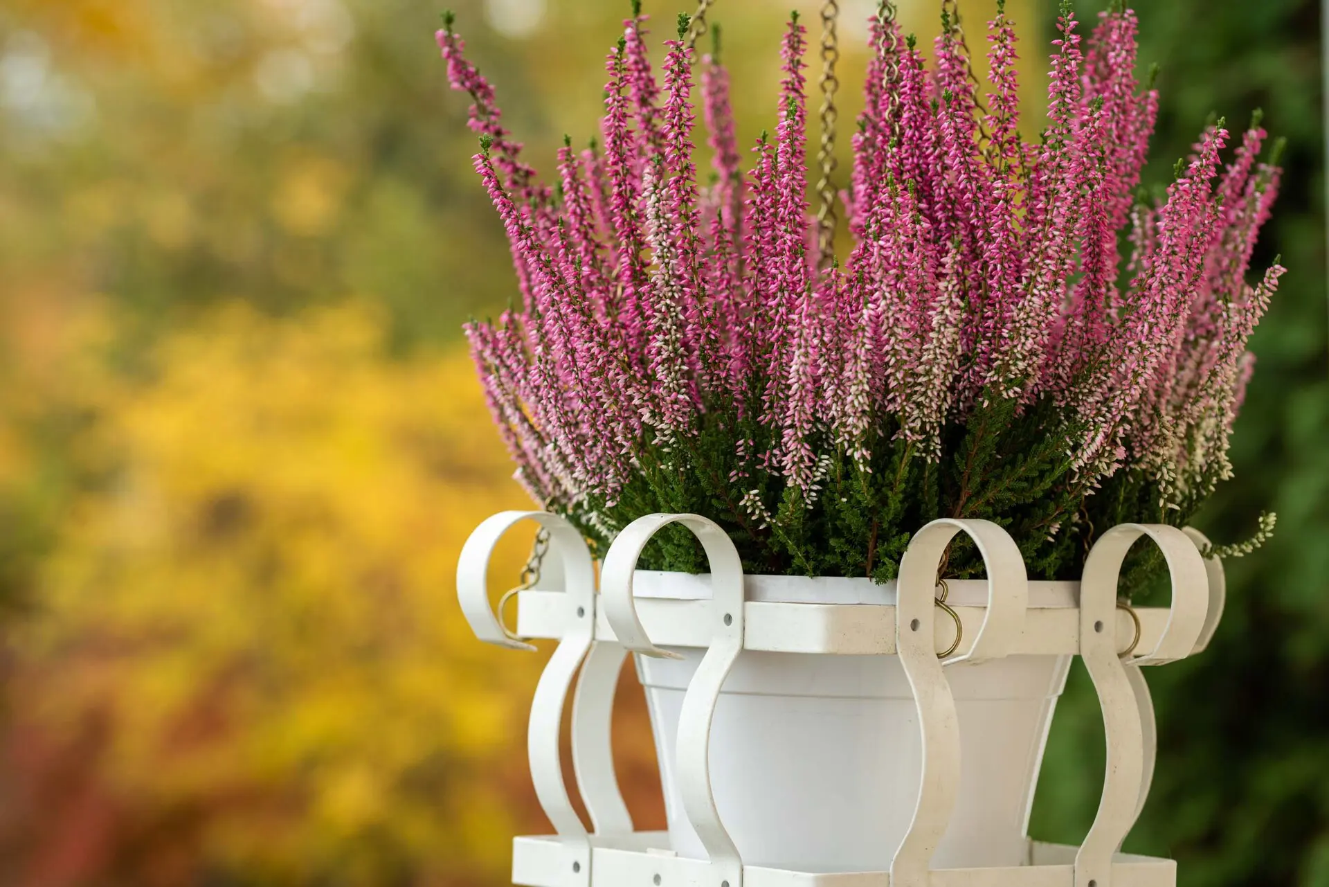 Kariniemen kotitila Erkkilän tila kanervat