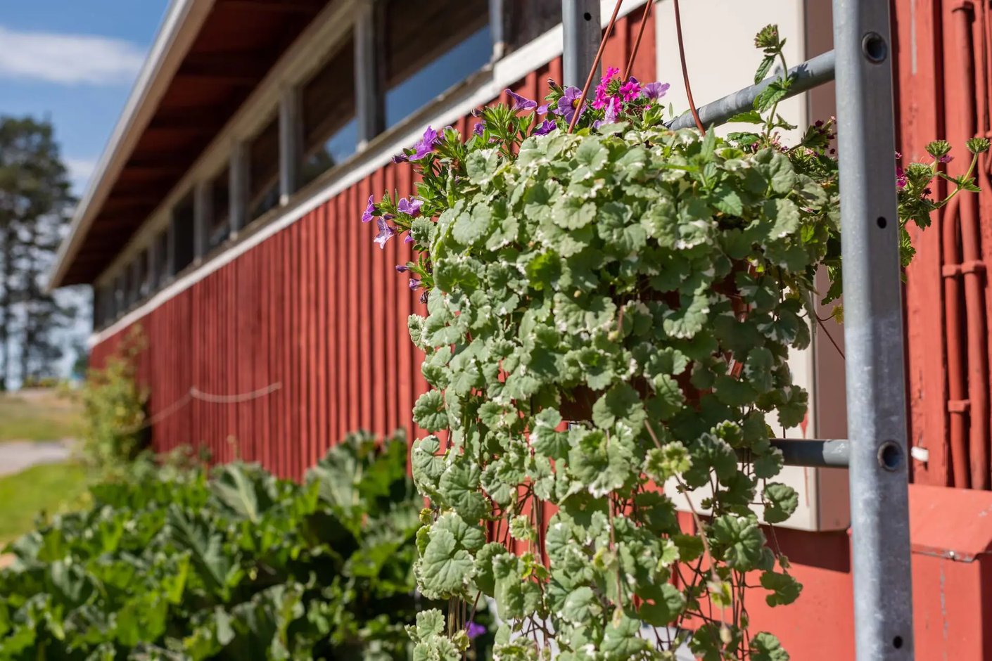 Kariniemen kotitila Eskolan tila kukka-amppeli