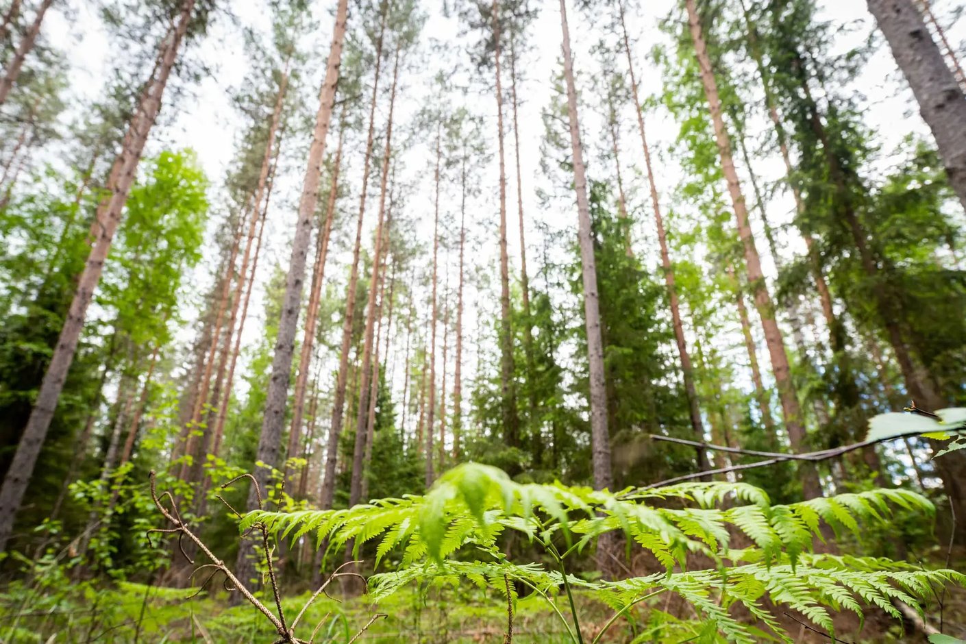 Kariniemen kotitila Härkälän tila metsä