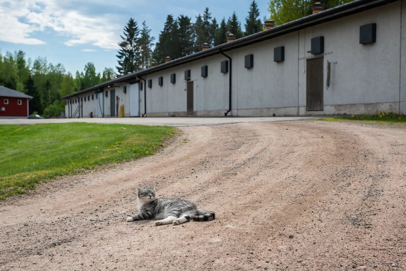 Karieniemen kotitila Kilvasen tila kissa tiellä