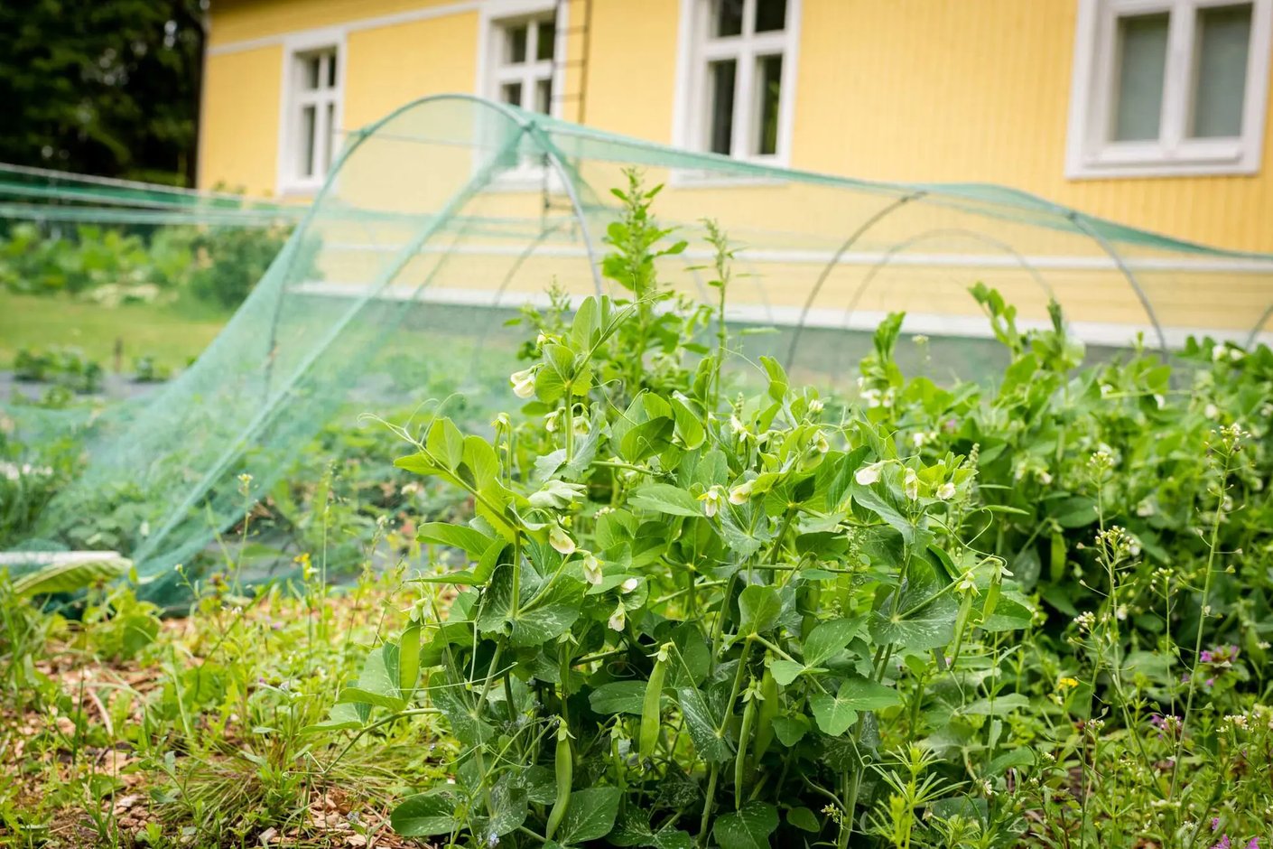 Kariniemen kotitila Kivimäentila marjapensaat