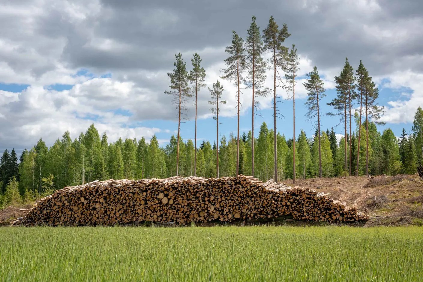 Kariniemen kotitila Kukkojan tila tukkipino