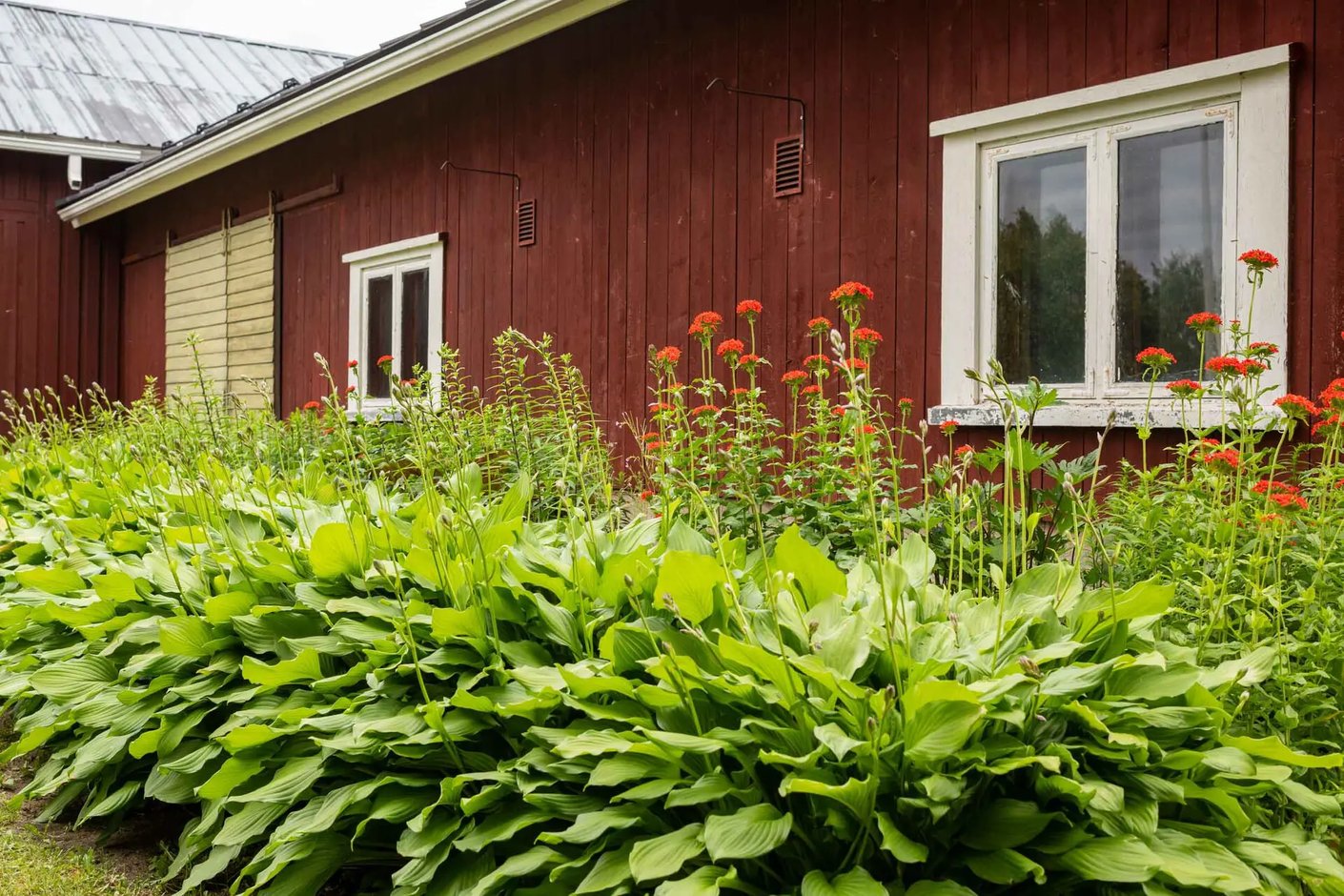 Kariniemen kotitila Kylänpään tila talo pihapensaat