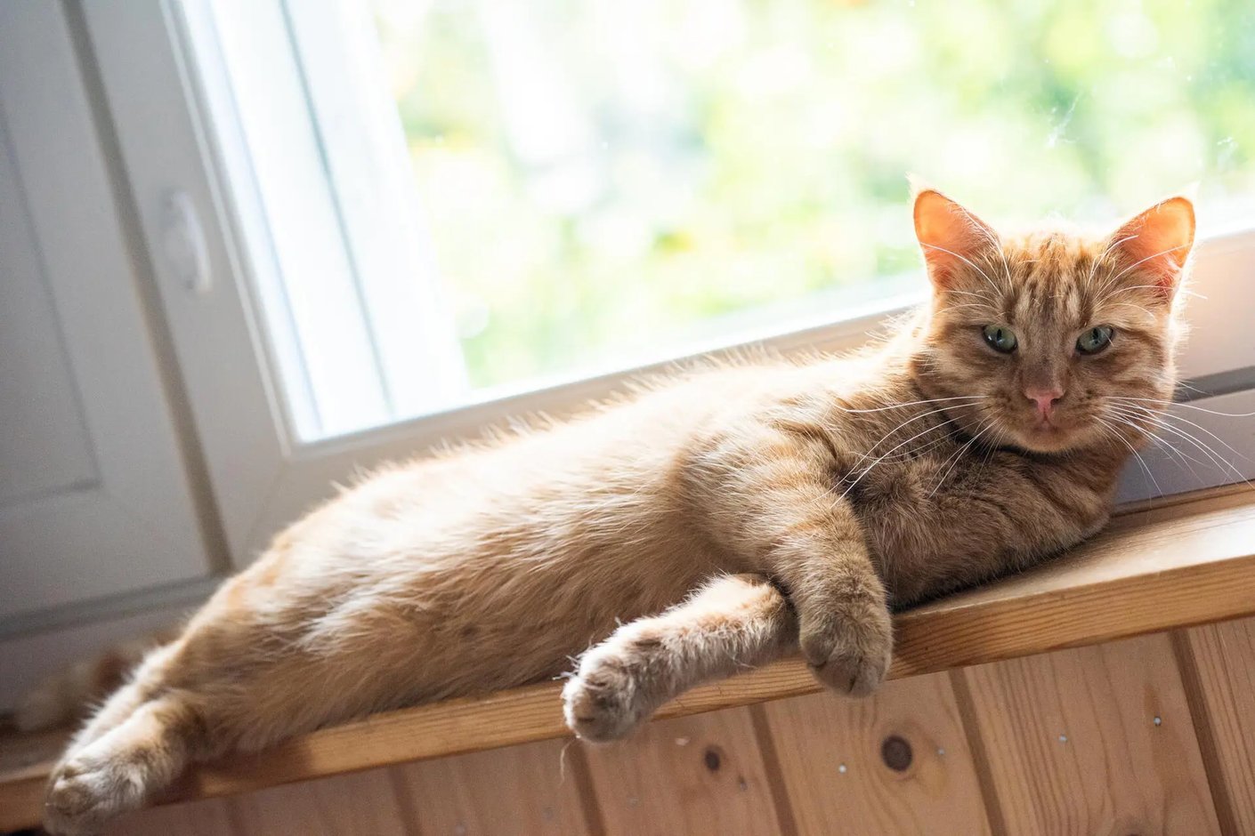 Kariniemen kotitila Mäkelän tila kissa