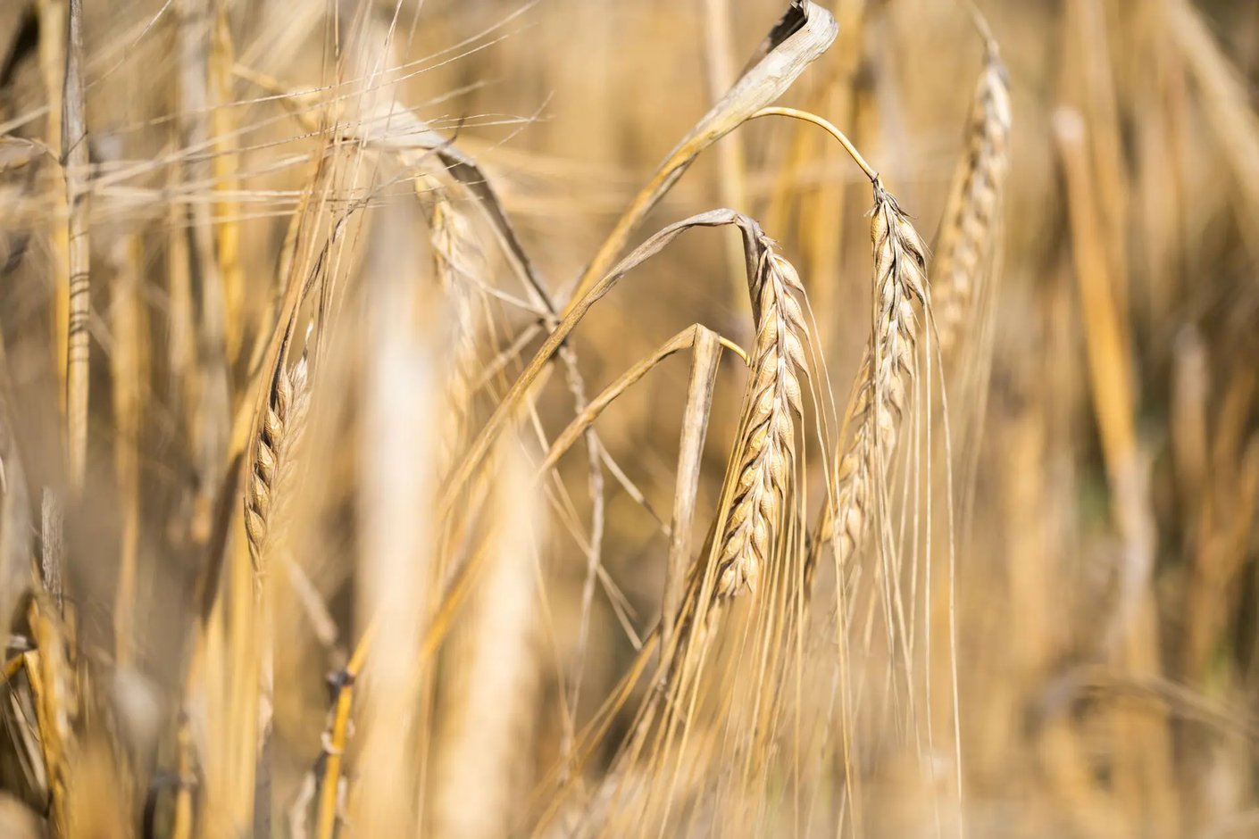Kariniemen kotitila mty Tattisen tila vehnänkorsia