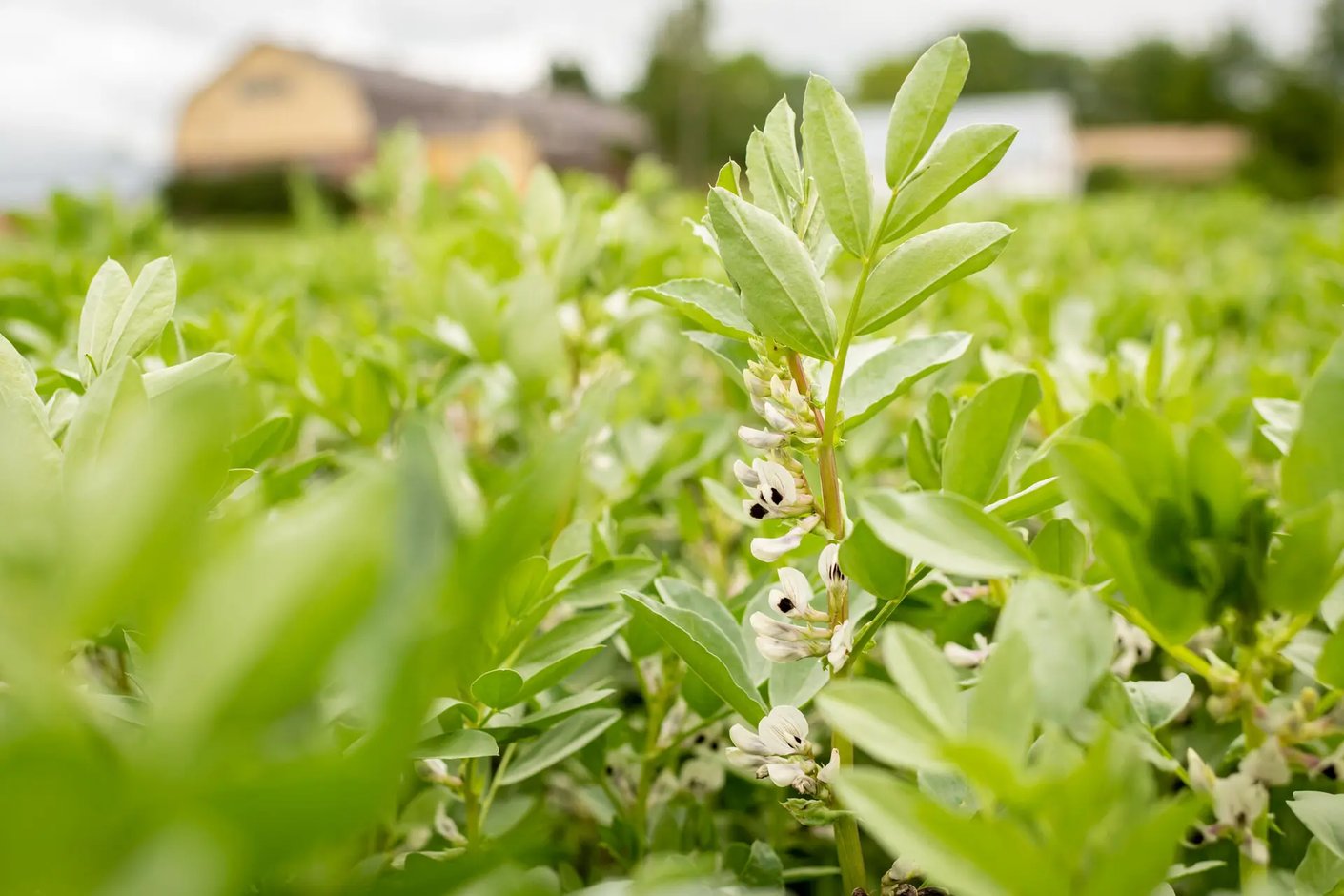Kariniemen kotitila Paarskylän kartano peltoviljelyä