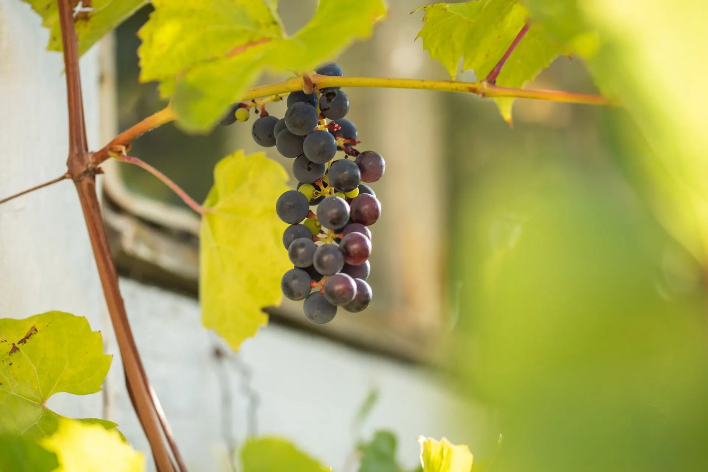 Kariniemen kotitila Puotusen tila mustaviinimarjaterttu