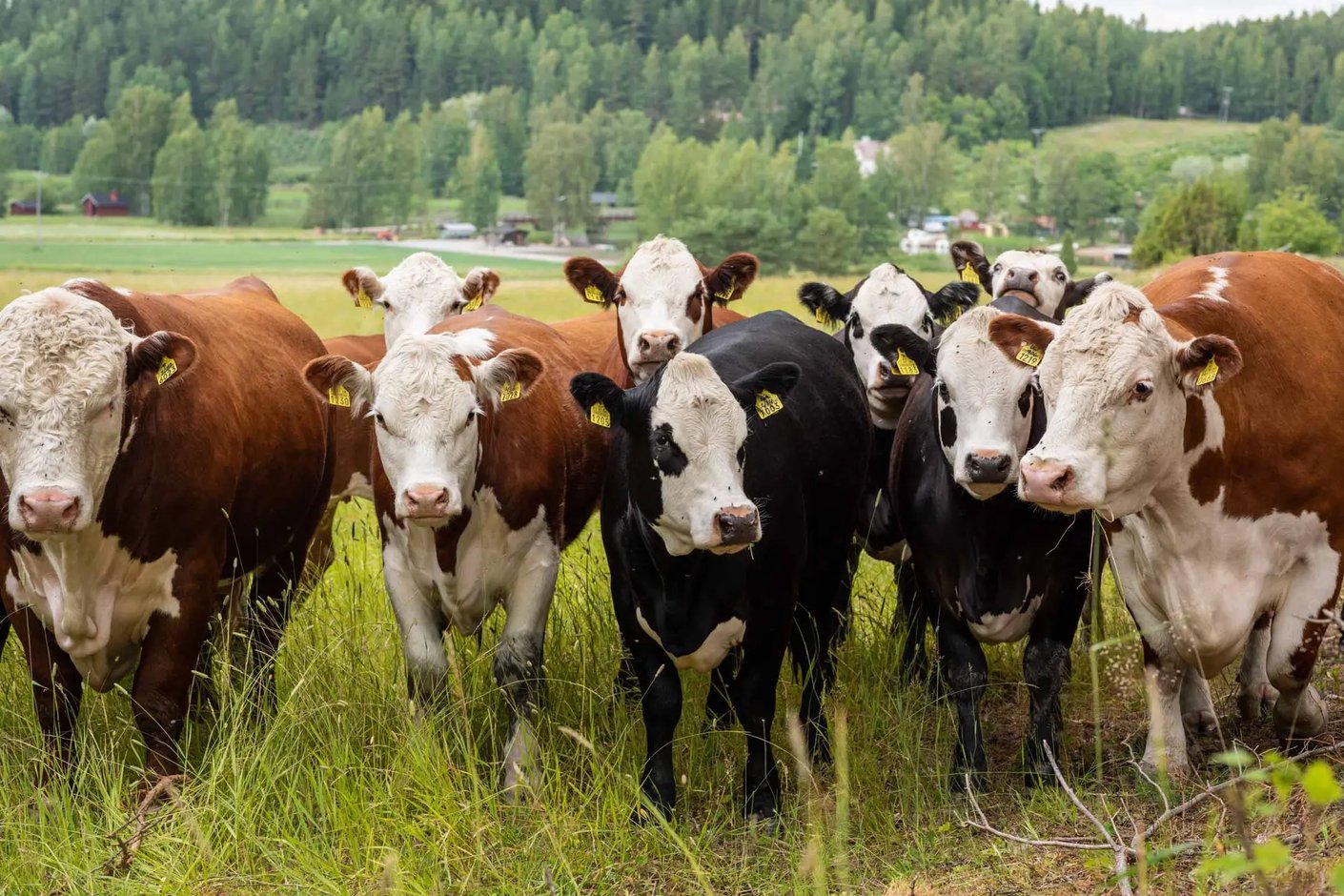 Kariniemen kotitila Tuiskulan tila lehmät