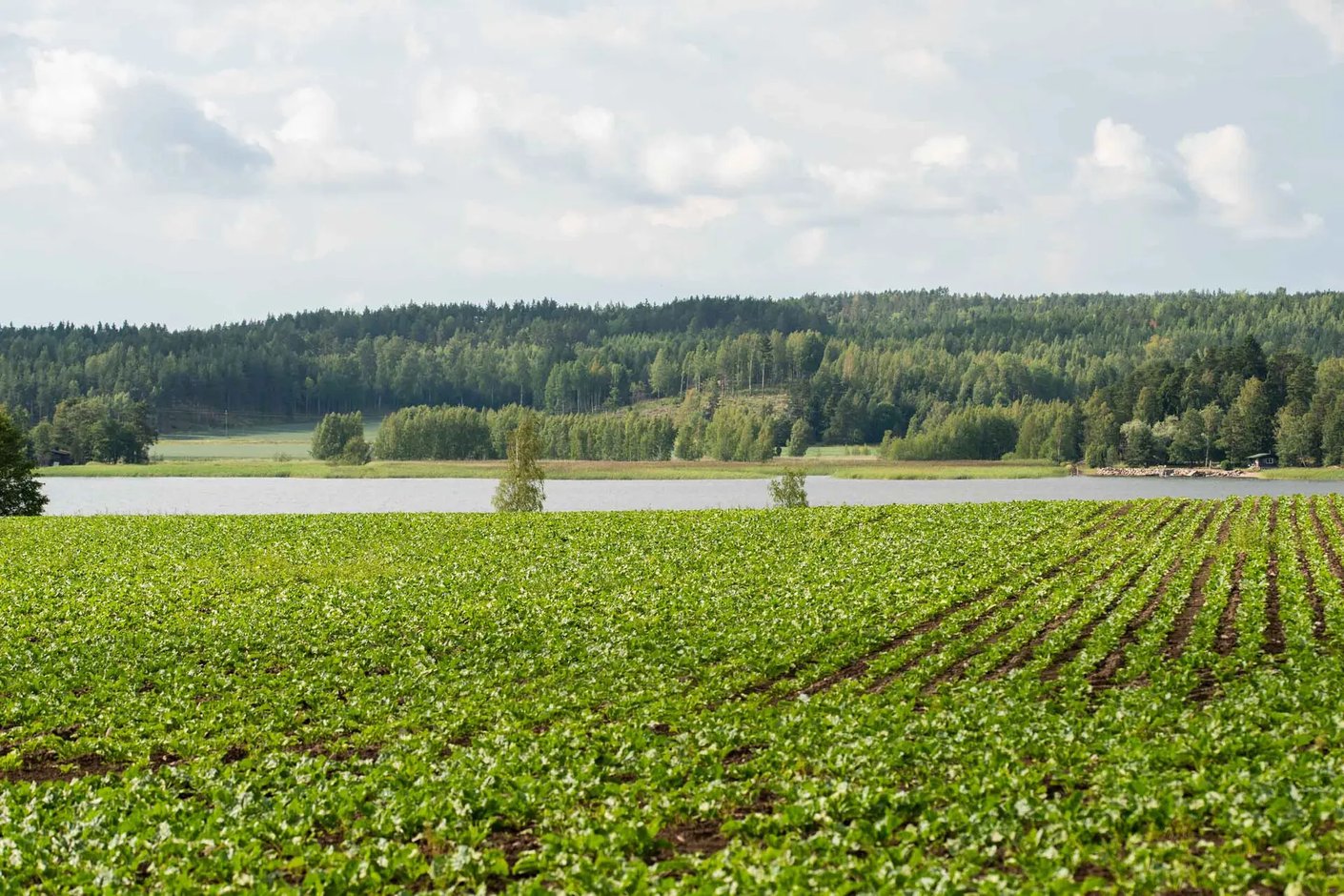 Kariniemen kotitila Tuiskulan tila perunapelto