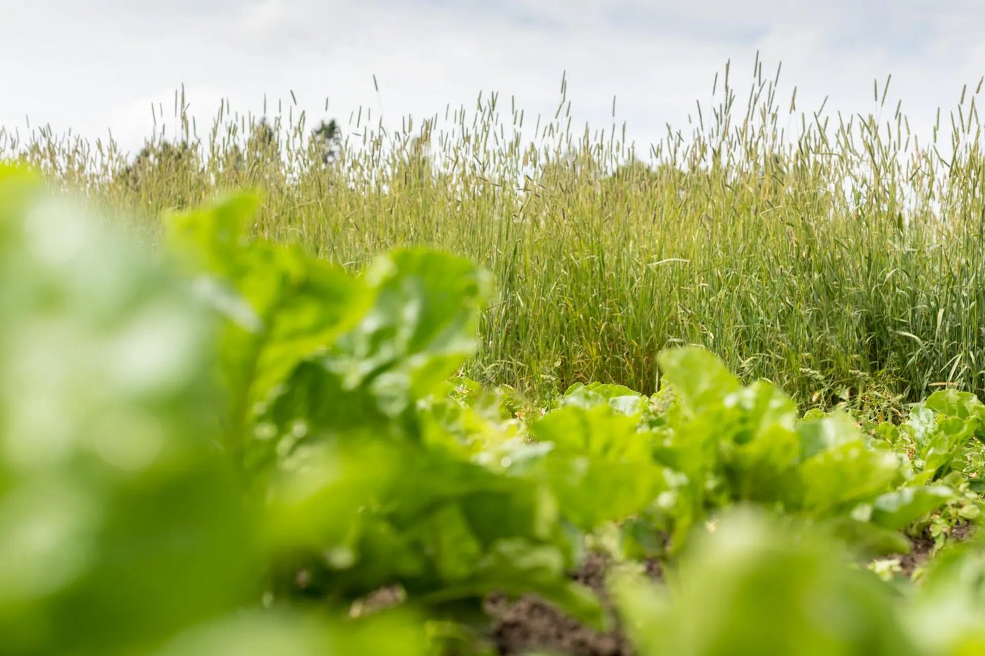 Kariniemen kotitila Yli-Jaman tila peltoviljelyä