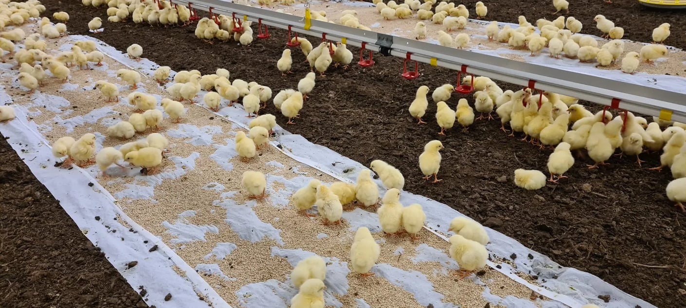 Kariniemen Kiiskin tila elokuu kananpojat