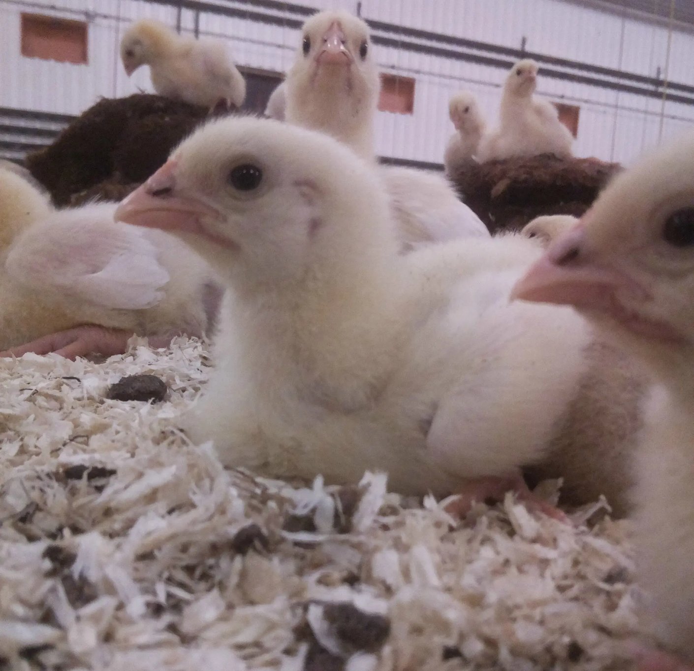 Kariniemen Kiiskin tila kanalan broilerit