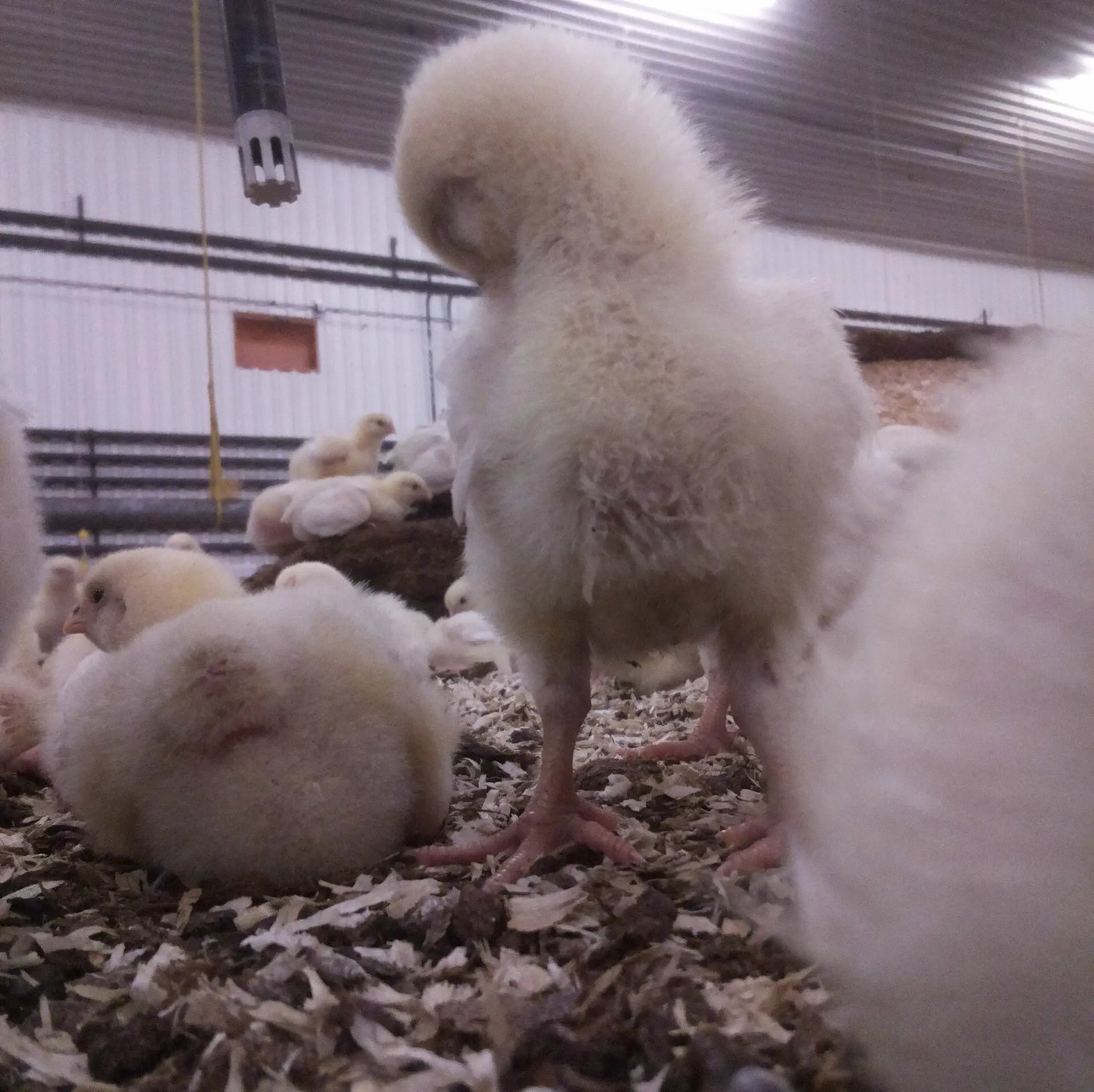 Kariniemen Kiiskin tila kanalan elämää