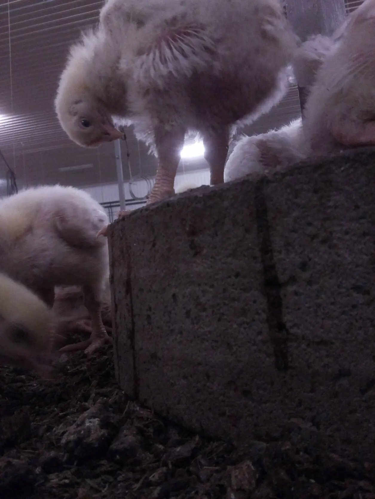 Kariniemen Kiiskin tila kananpojat kuopsuttavat