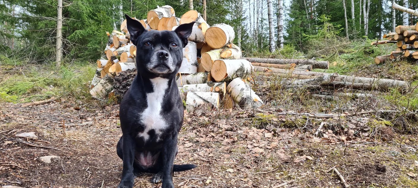 Kariniemen Kiiskin tila koira ja klapit