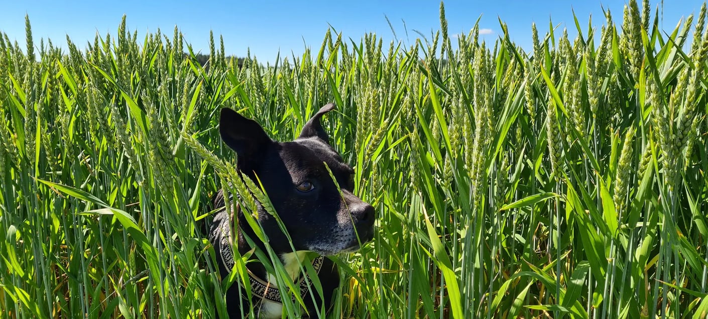 Kariniemen Kiiskin tila koira pellolla