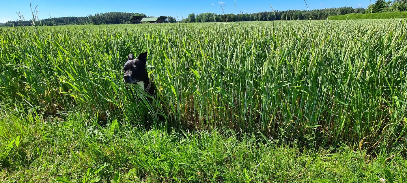 Kariniemen Kiiskin tila koira piileksii pellolla