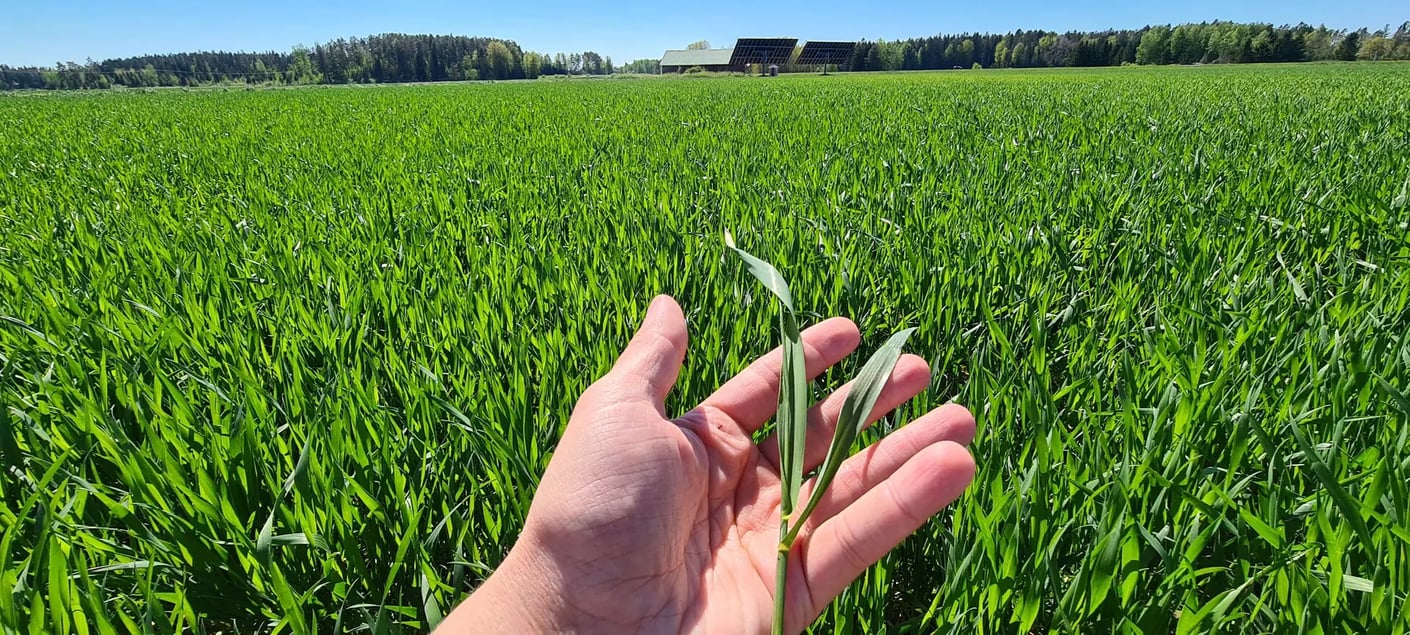 Kariniemen Kiiskin tila oraspelto