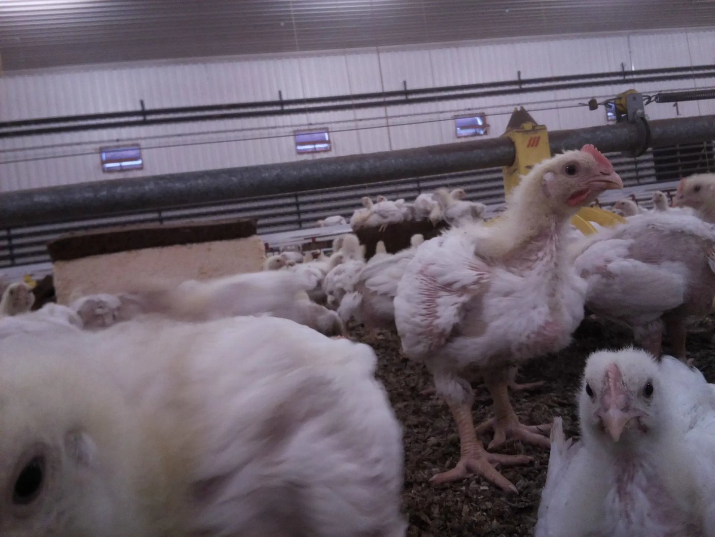 Kariniemen Kiiskin tila ruuhkaa paalissa broilerit