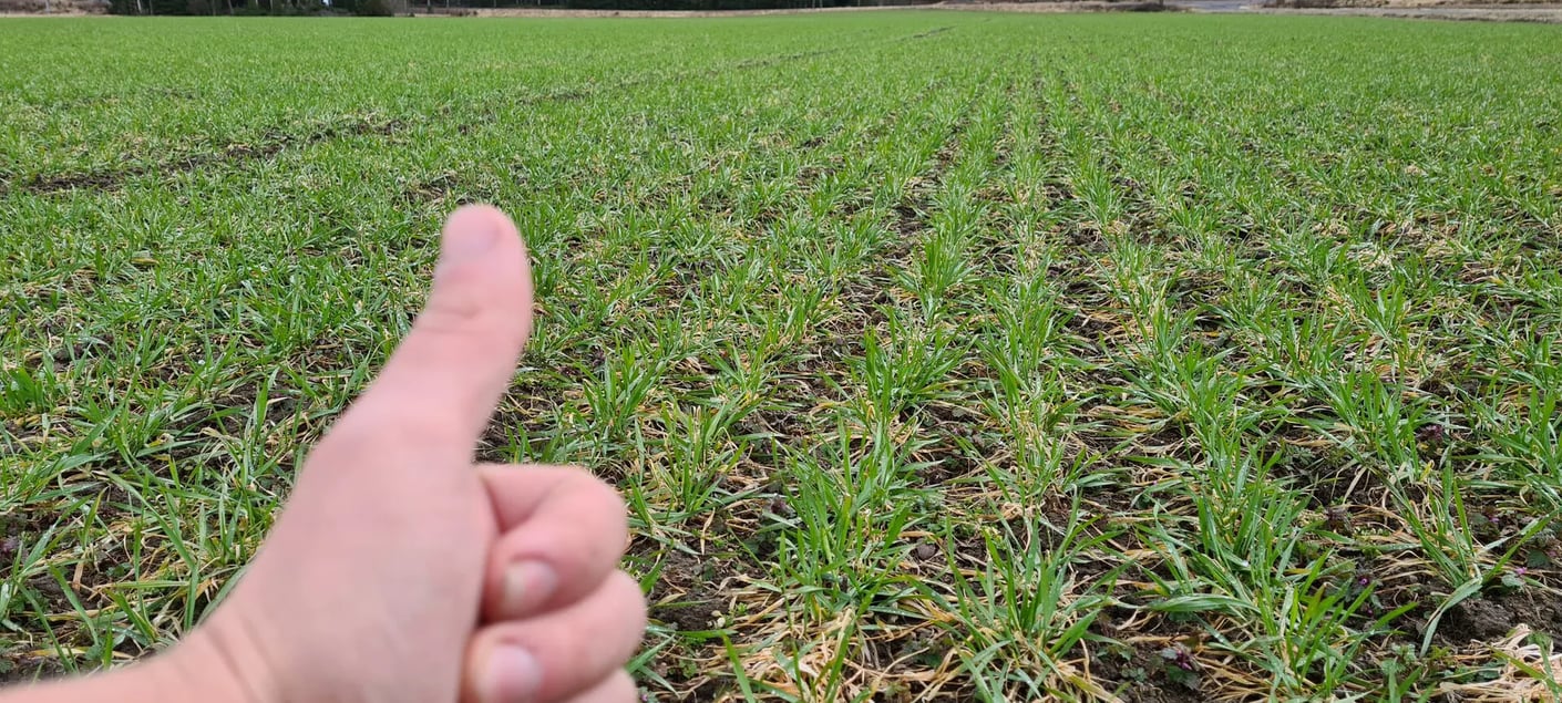 Kariniemen Kiiskin tila syysviljat kasvussa