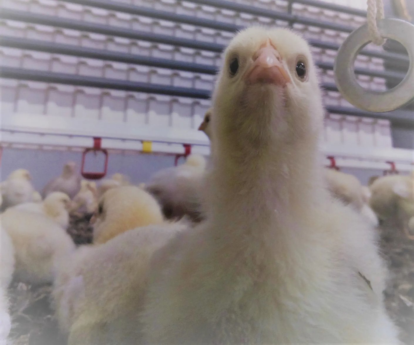 Kariniemen Kiiskin tila tipu selfie