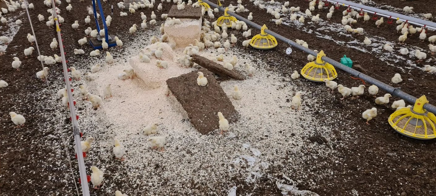 Kariniemen Kiiskin tila untuvikkojen virikkeet