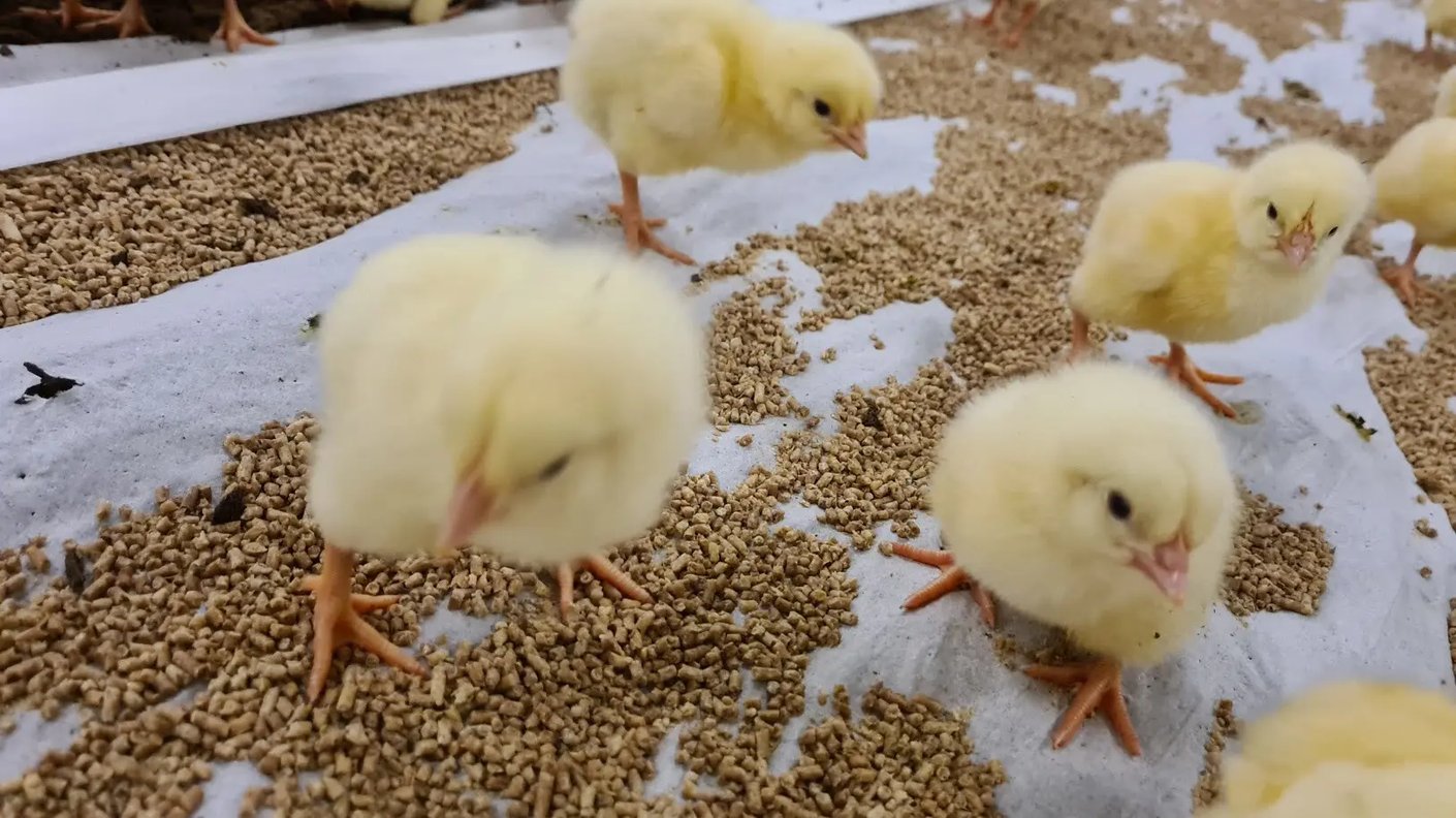 Kariniemen Kiiskin tila untuvikot syömässä