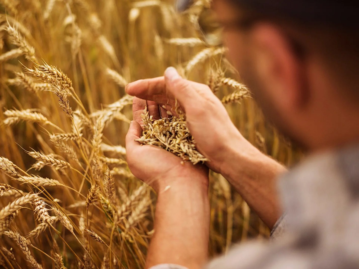 Model.ImageDescription