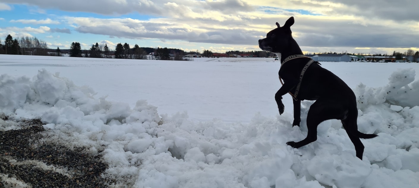 Kariniemen Kiiskin tila koira lumella