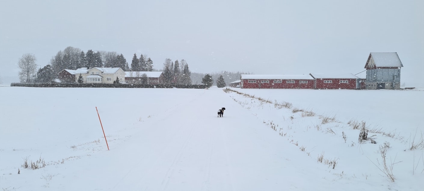Kariniemen Kiiskin tila koira talvimaisemissa