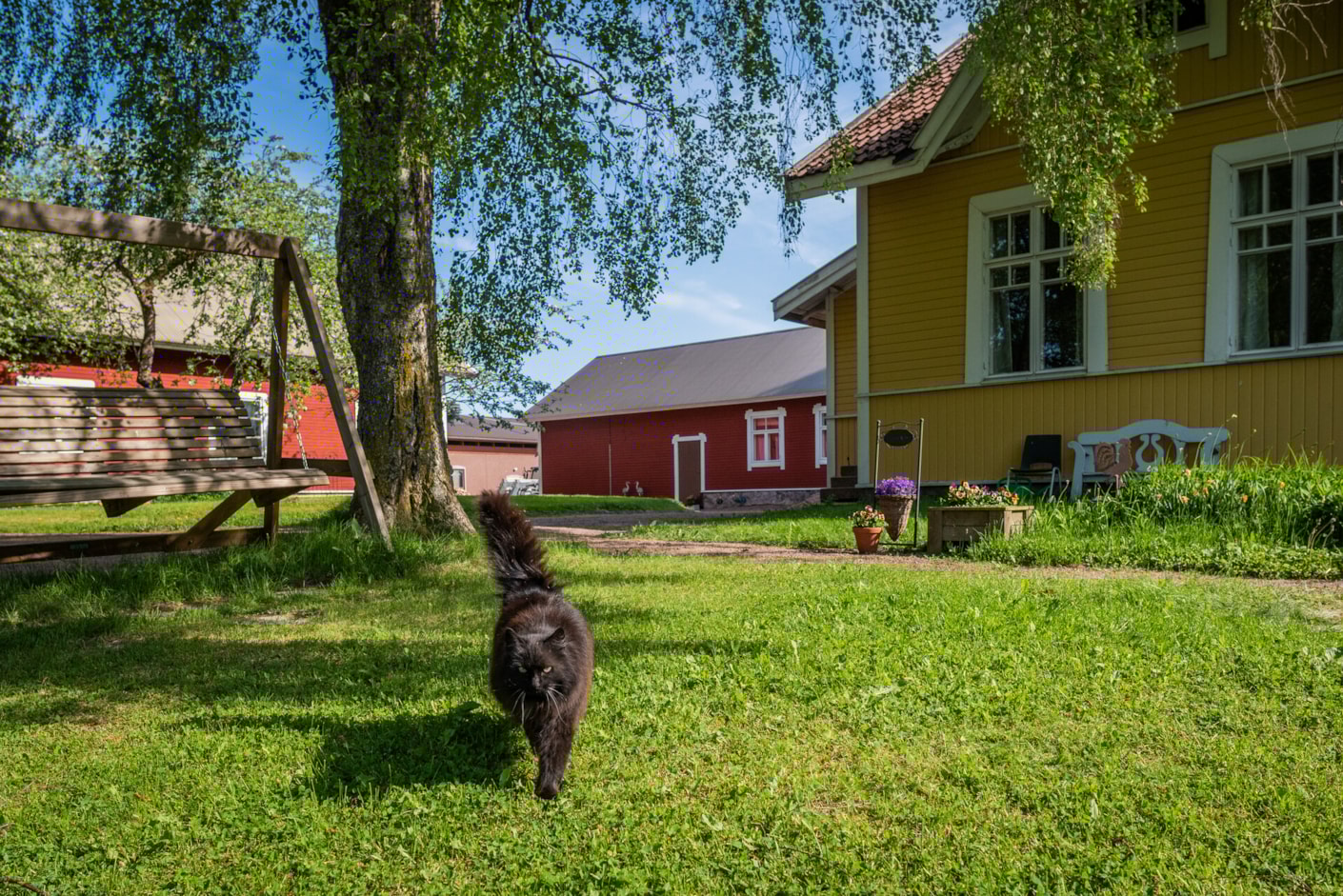 Kariniemen kotitila Suosaaren tila kissa pihalla