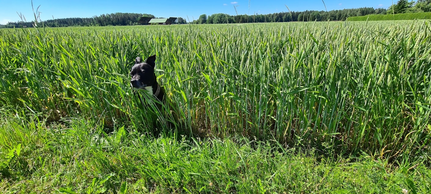 Kariniemen Kiiskin tila koira piileksii pellolla
