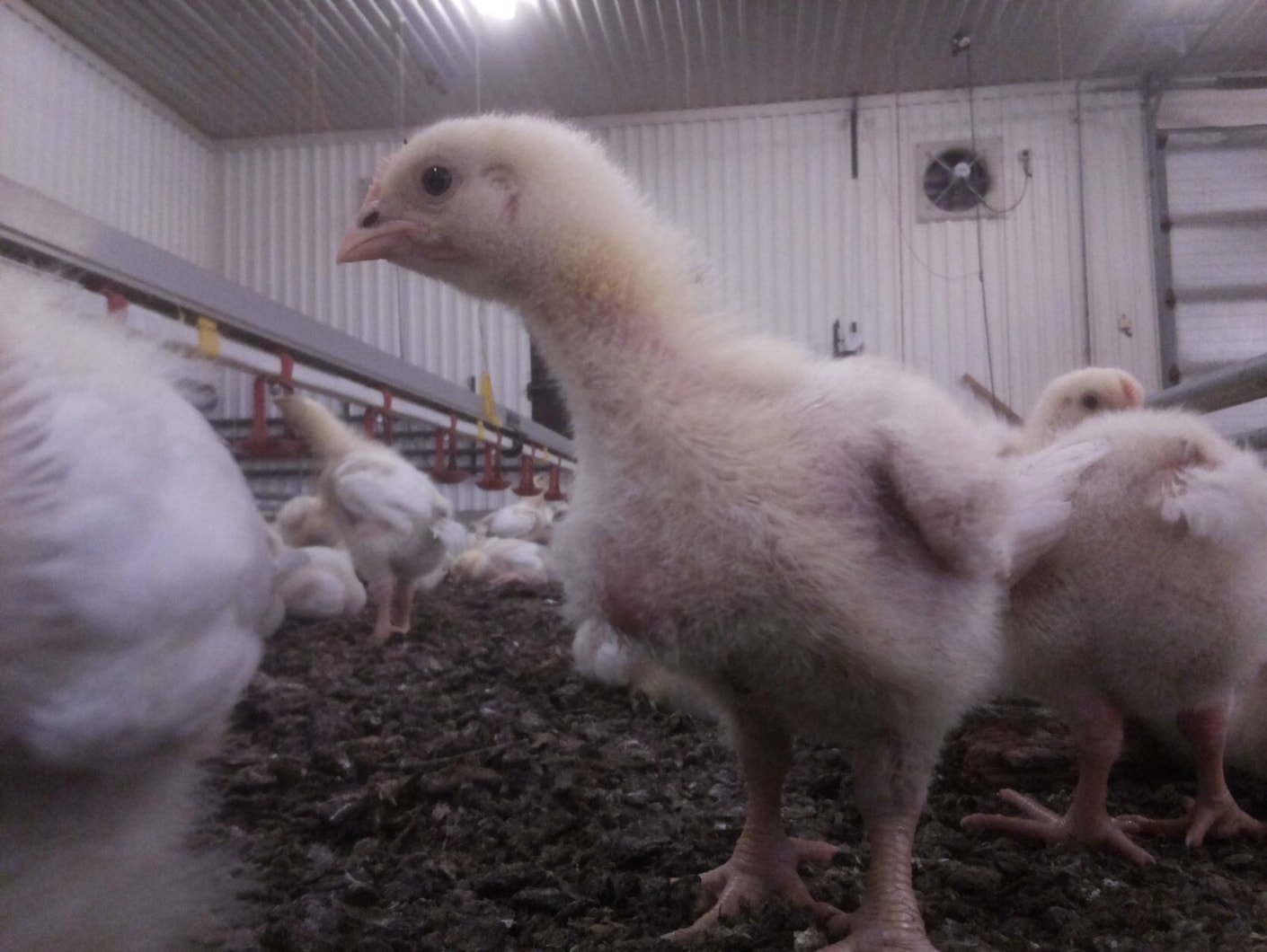Kariniemen Kiiskin tila selfie broiler